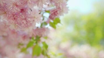 floreciente japonés Cereza o sakura influencia en el viento en contra el fondo de un claro cielo video