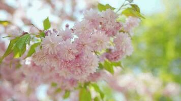 fioritura giapponese ciliegia o sakura ondeggiare nel il vento contro il fondale di un' chiaro cielo video