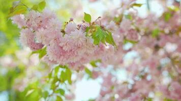 fioritura giapponese ciliegia o sakura ondeggiare nel il vento contro il fondale di un' chiaro cielo video