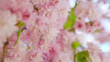 blomning japansk körsbär eller sakura vingla i de vind mot de bakgrund av en klar himmel video