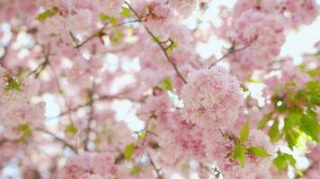 bloeiend Japans kers of sakura zwaaien in de wind tegen de backdrop van een Doorzichtig lucht video