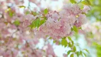 Blooming Japanese cherry or sakura sway in the wind against the backdrop of a clear sky video