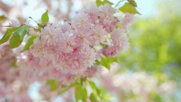 fioritura giapponese ciliegia o sakura ondeggiare nel il vento contro il fondale di un' chiaro cielo video