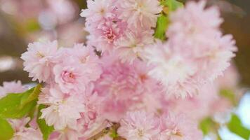 floreciente japonés Cereza o sakura influencia en el viento en contra el fondo de un claro cielo video