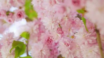 floreciente japonés Cereza o sakura influencia en el viento en contra el fondo de un claro cielo video