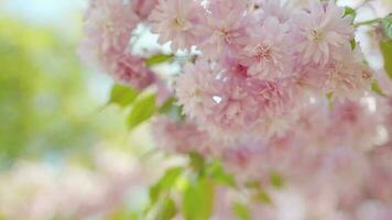 fioritura giapponese ciliegia o sakura ondeggiare nel il vento contro il fondale di un' chiaro cielo video