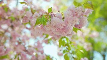bloeiend Japans kers of sakura zwaaien in de wind tegen de backdrop van een Doorzichtig lucht video