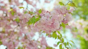 Blooming Japanese cherry or sakura sway in the wind against the backdrop of a clear sky video