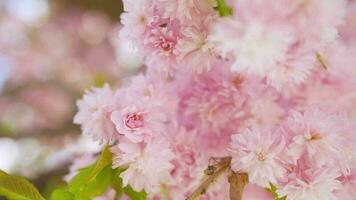 blomning japansk körsbär eller sakura vingla i de vind mot de bakgrund av en klar himmel video