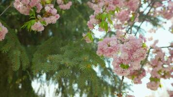 floreciente japonés Cereza o sakura influencia en el viento en contra el fondo de un claro cielo video