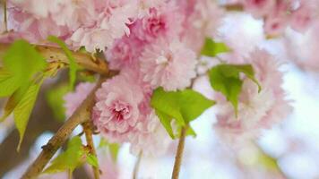 Blooming Japanese cherry or sakura sway in the wind against the backdrop of a clear sky video