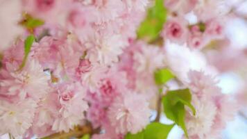 fioritura giapponese ciliegia o sakura ondeggiare nel il vento contro il fondale di un' chiaro cielo video