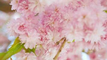 fioritura giapponese ciliegia o sakura ondeggiare nel il vento contro il fondale di un' chiaro cielo video