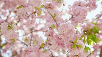 fioritura giapponese ciliegia o sakura ondeggiare nel il vento contro il fondale di un' chiaro cielo video