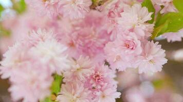 Blooming Japanese cherry or sakura sway in the wind against the backdrop of a clear sky video