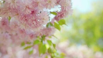 florescendo japonês cereja ou sakura balançar dentro a vento contra a pano de fundo do uma Claro céu video