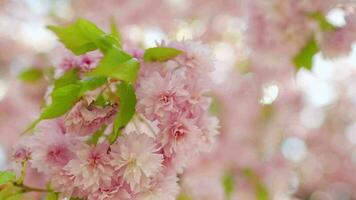 blomning japansk körsbär eller sakura vingla i de vind mot de bakgrund av en klar himmel video