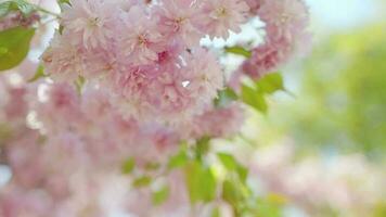 blomning japansk körsbär eller sakura vingla i de vind mot de bakgrund av en klar himmel video