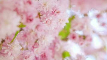fioritura giapponese ciliegia o sakura ondeggiare nel il vento contro il fondale di un' chiaro cielo video