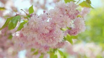 Blooming Japanese cherry or sakura sway in the wind against the backdrop of a clear sky video