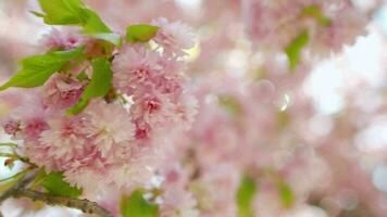 fioritura giapponese ciliegia o sakura ondeggiare nel il vento contro il fondale di un' chiaro cielo video