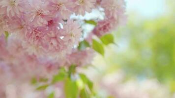 bloeiend Japans kers of sakura zwaaien in de wind tegen de backdrop van een Doorzichtig lucht video