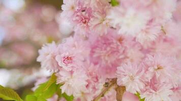 florescendo japonês cereja ou sakura balançar dentro a vento contra a pano de fundo do uma Claro céu video