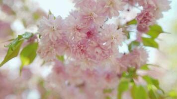 fioritura giapponese ciliegia o sakura ondeggiare nel il vento contro il fondale di un' chiaro cielo video