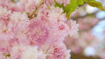 florescendo japonês cereja ou sakura balançar dentro a vento contra a pano de fundo do uma Claro céu video