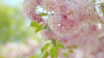 blomning japansk körsbär eller sakura vingla i de vind mot de bakgrund av en klar himmel video