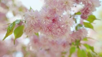 blomning japansk körsbär eller sakura vingla i de vind mot de bakgrund av en klar himmel video