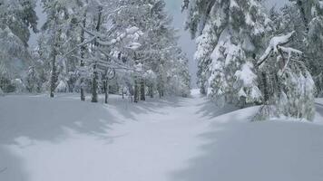 inhabituel aérien vue de une fabuleux hiver Montagne paysage fermer. lisse et maniable vol entre couvert de neige des arbres. filmé sur fpv drone. video