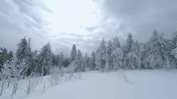 ungewöhnlich Antenne Aussicht von ein fabelhaft Winter Berg Landschaft Nahansicht. glatt und wendig Flug zwischen schneebedeckt Bäume. gefilmt auf fpv Drohne. video