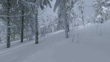 ungewöhnlich Antenne Aussicht von ein fabelhaft Winter Berg Landschaft Nahansicht. glatt und wendig Flug zwischen schneebedeckt Bäume. gefilmt auf fpv Drohne. video