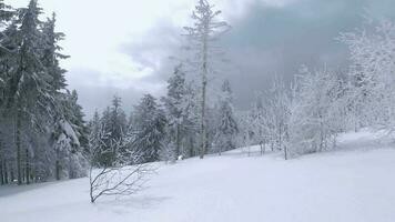 insolito aereo Visualizza di un' favoloso inverno montagna paesaggio avvicinamento. liscio e maneggevole volo fra innevato alberi. girato su fpv drone. video