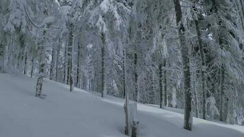 Unusual aerial view of a fabulous winter mountain landscape close-up. Smooth and maneuverable flight between snow-covered trees. Filmed on FPV drone. video