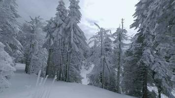 inhabituel aérien vue de une fabuleux hiver Montagne paysage fermer. lisse et maniable vol entre couvert de neige des arbres. filmé sur fpv drone. video