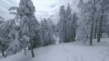 insolito aereo Visualizza di un' favoloso inverno montagna paesaggio avvicinamento. liscio e maneggevole volo fra innevato alberi. girato su fpv drone. video