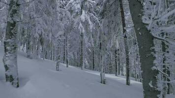 raro aéreo ver de un fabuloso invierno montaña paisaje de cerca. suave y maniobrable vuelo Entre cubierto de nieve arboles filmado en fpv zumbido. video