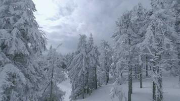 insolito aereo Visualizza di un' favoloso inverno montagna paesaggio avvicinamento. liscio e maneggevole volo fra innevato alberi. girato su fpv drone. video