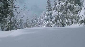 insolito aereo Visualizza di un' favoloso inverno montagna paesaggio avvicinamento. liscio e maneggevole volo fra innevato alberi. girato su fpv drone. video