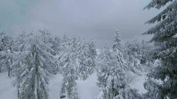 ongebruikelijk antenne visie van een fantastisch winter berg landschap detailopname. glad en wendbaar vlucht tussen met sneeuw bedekt bomen. gefilmd Aan fpv drone. video