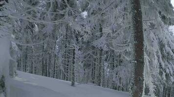 Unusual aerial view of a fabulous winter mountain landscape close-up. Smooth and maneuverable flight between snow-covered trees. Filmed on FPV drone. video