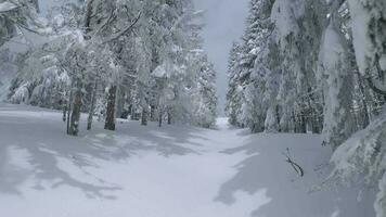 ovanlig antenn se av en fantastisk vinter- berg landskap närbild. slät och manövrerbar flyg mellan snötäckt träd. filmad på fpv Drönare. video