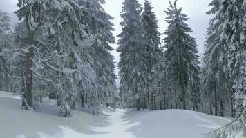 ongebruikelijk antenne visie van een fantastisch winter berg landschap detailopname. glad en wendbaar vlucht tussen met sneeuw bedekt bomen. gefilmd Aan fpv drone. video