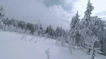 raro aéreo ver de un fabuloso invierno montaña paisaje de cerca. suave y maniobrable vuelo Entre cubierto de nieve arboles filmado en fpv zumbido. video