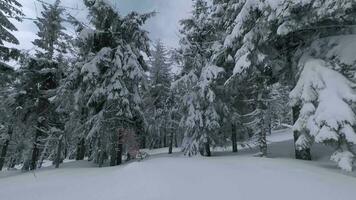 insolito aereo Visualizza di un' favoloso inverno montagna paesaggio avvicinamento. liscio e maneggevole volo fra innevato alberi. girato su fpv drone. video