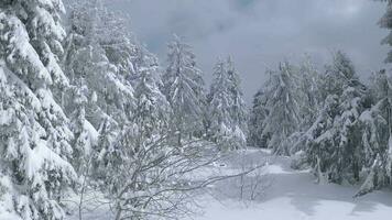 ungewöhnlich Antenne Aussicht von ein fabelhaft Winter Berg Landschaft Nahansicht. glatt und wendig Flug zwischen schneebedeckt Bäume. gefilmt auf fpv Drohne. video