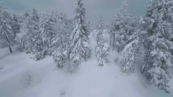 ungewöhnlich Antenne Aussicht von ein fabelhaft Winter Berg Landschaft Nahansicht. glatt und wendig Flug zwischen schneebedeckt Bäume. gefilmt auf fpv Drohne. video