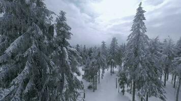 inhabituel aérien vue de une fabuleux hiver Montagne paysage fermer. lisse et maniable vol entre couvert de neige des arbres. filmé sur fpv drone. video